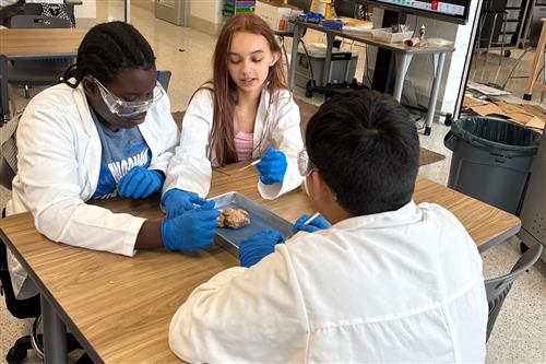 Jarrett students dissecting